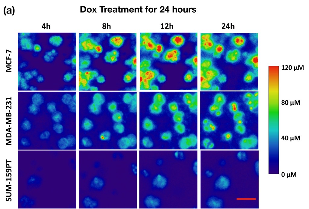 figure4A