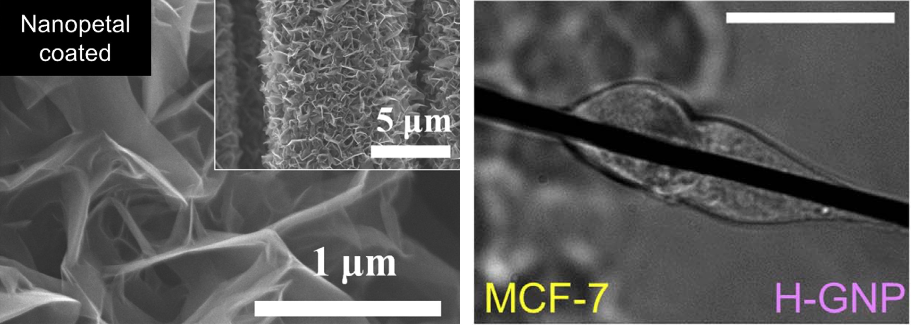 Cell adhesion and migration on nanopetal