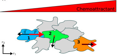 Simulation of Collective Chemotaxis