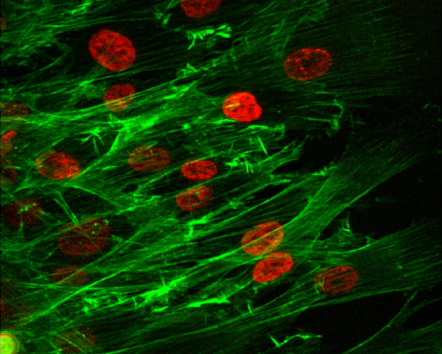 News Highlight of Cell Migration Image