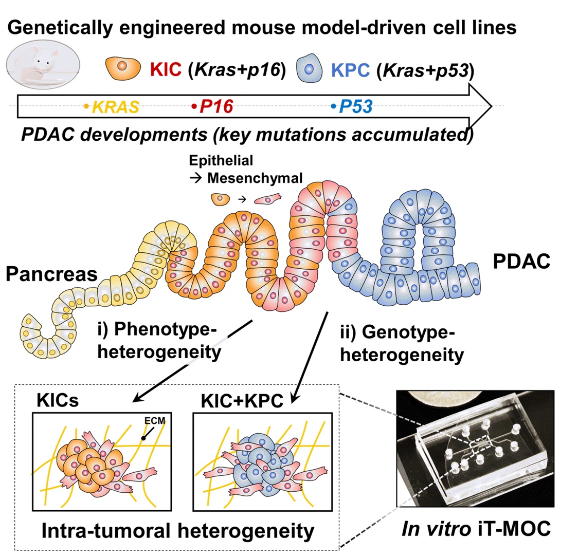 Transport in the PDAC TME