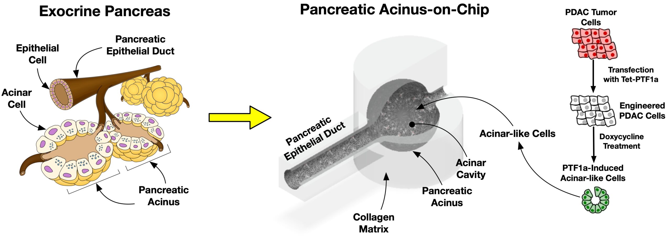 Pancreatic Acinus on Chip