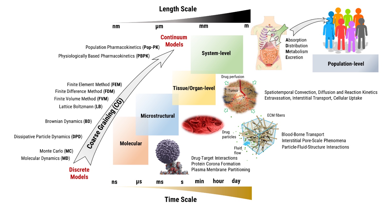 A Review on Computational Models of Drug Transport