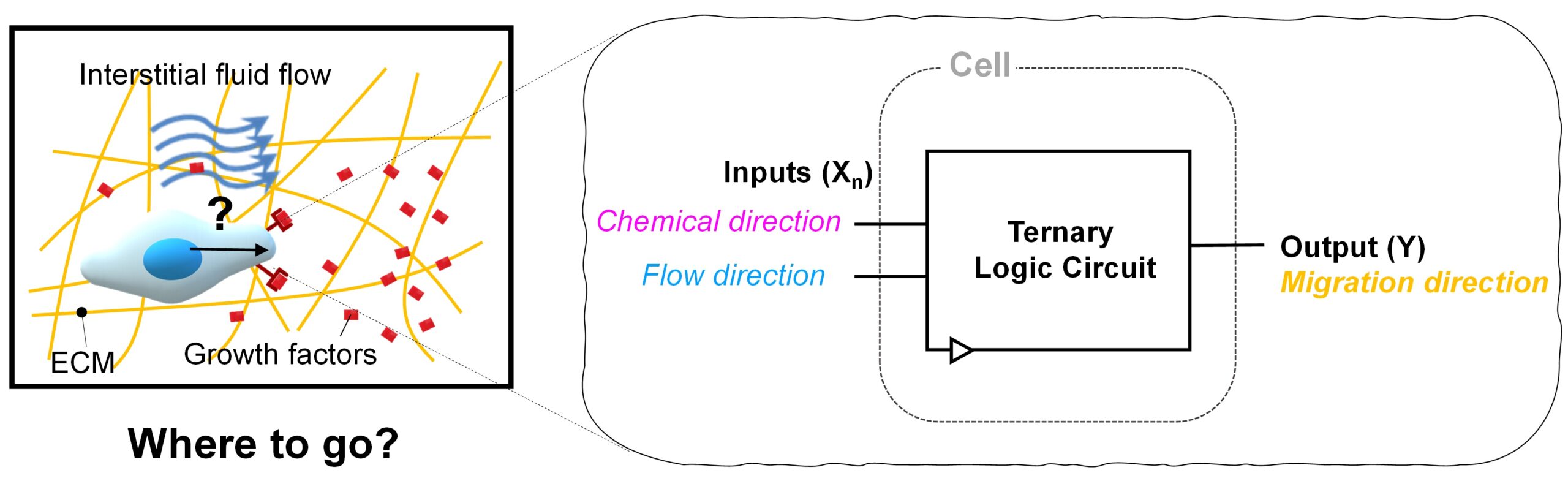 Cell as a logic gate