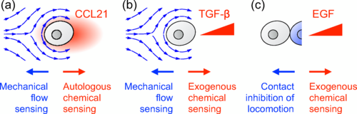 Biophysical Model of Cellular Sensing